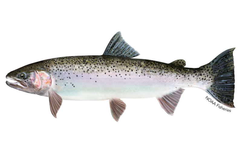Steelhead Charters