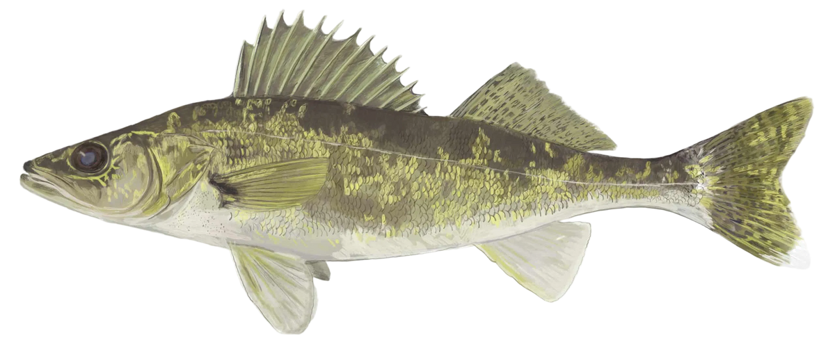 Walleye Charters