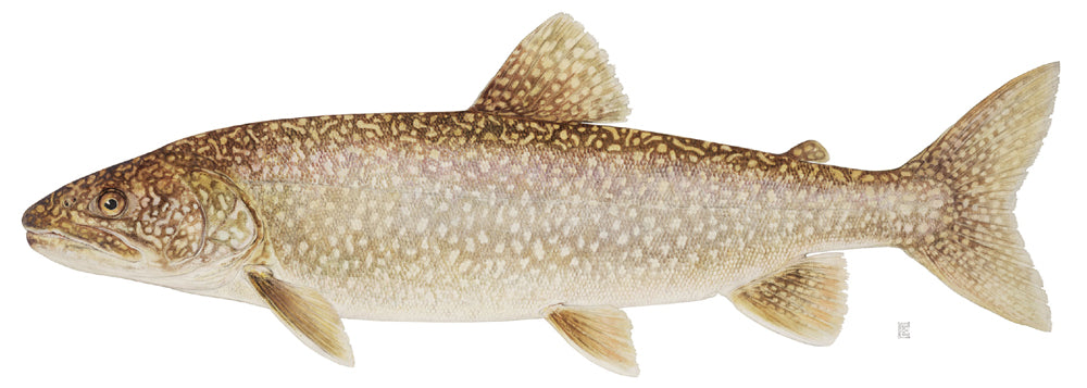Lake Trout Charters